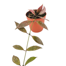 Hoya Lacunosa Laos