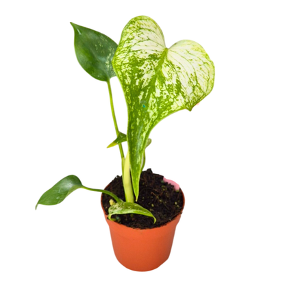 Selected Monstera Devil Monster