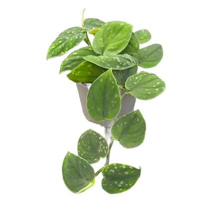 Scindapsus Borneo Dark