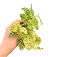 Rhaphidophora Korthalsii Variegata