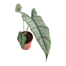 Alocasia Metallic Blue