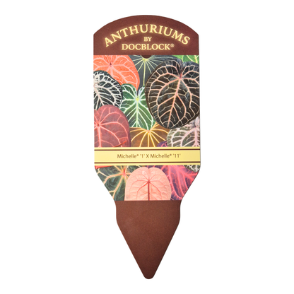 DocBlock Anthurium Michelle® '1' X Michelle® '11'