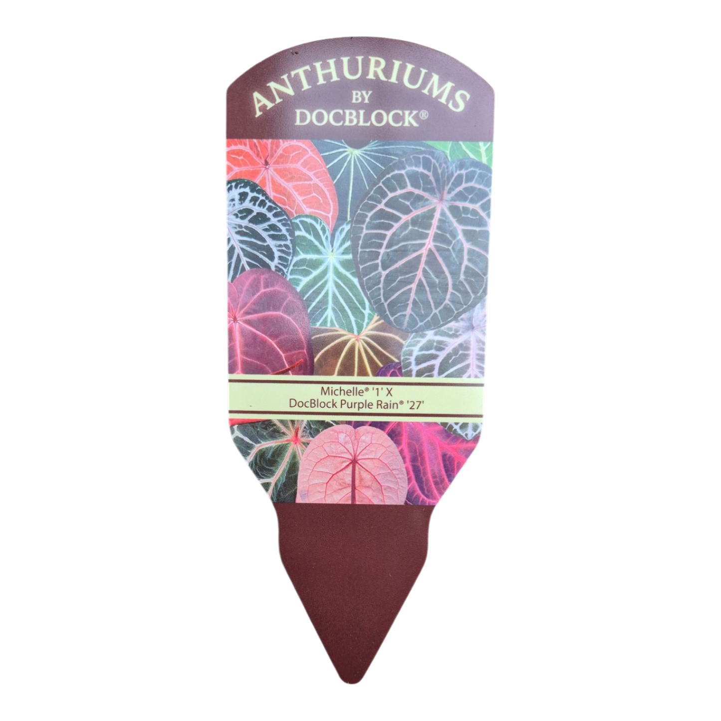 DocBlock Anthurium Michelle® '1' × Purple Rain® '27'