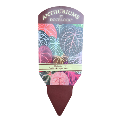 DocBlock Anthurium Michelle® '1' X Purple Rain® '27'