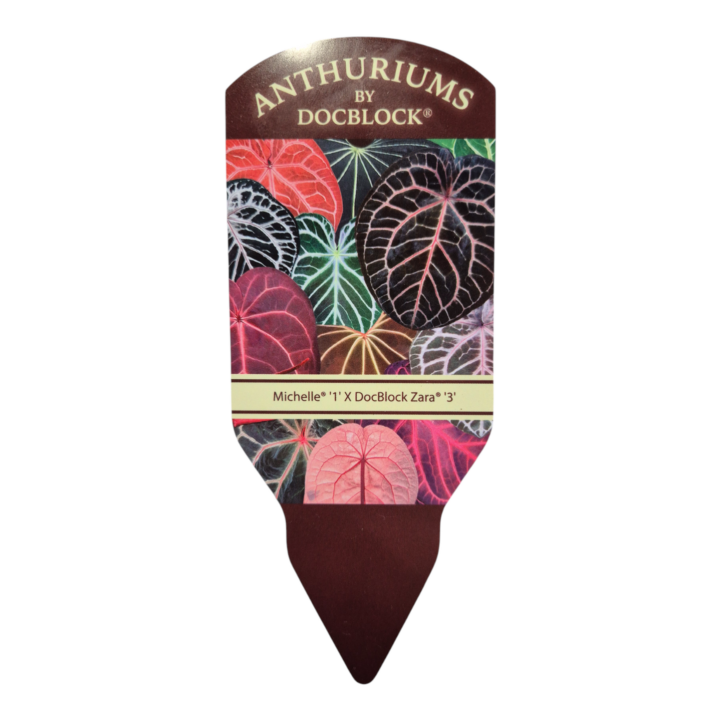 DocBlock Anthurium Michelle® '1' X DocBlock Zara® '3'