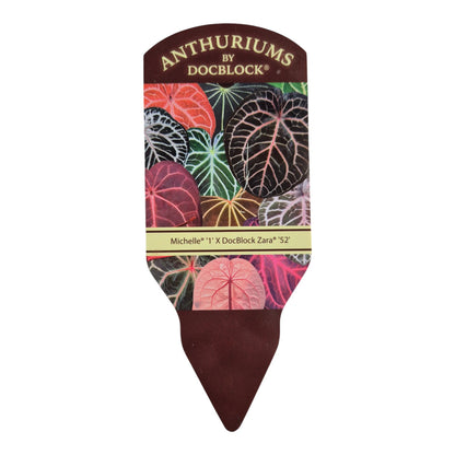 DocBlock Anthurium Michelle® '1' X Zara® '52'