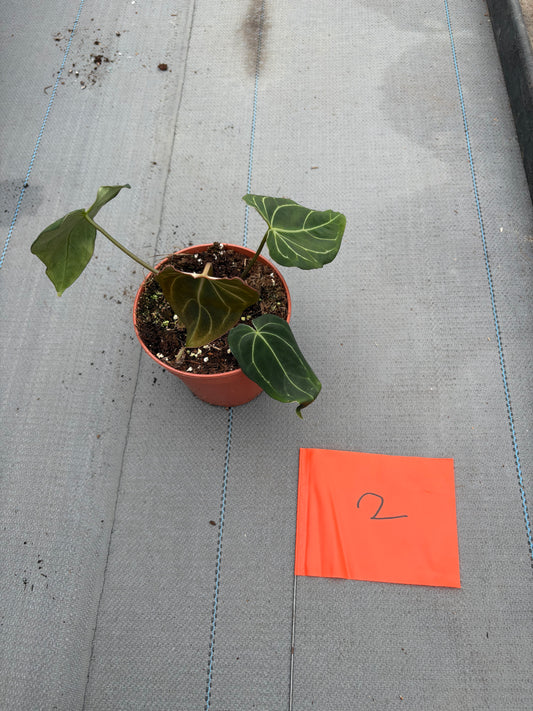 Live sale plant 2
