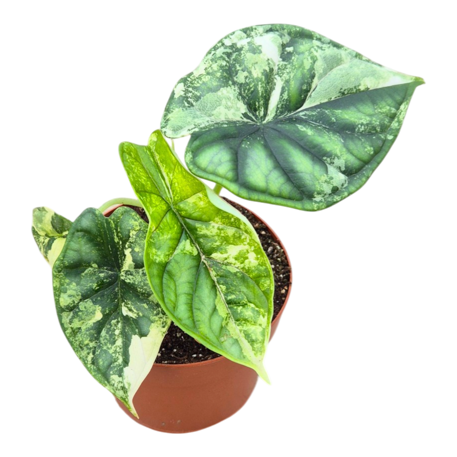 Alocasia Dragon Scale Variegata, rare Alocasia, variegated Alocasia Dragon Scale Variegata, rare Alocasia, variegated