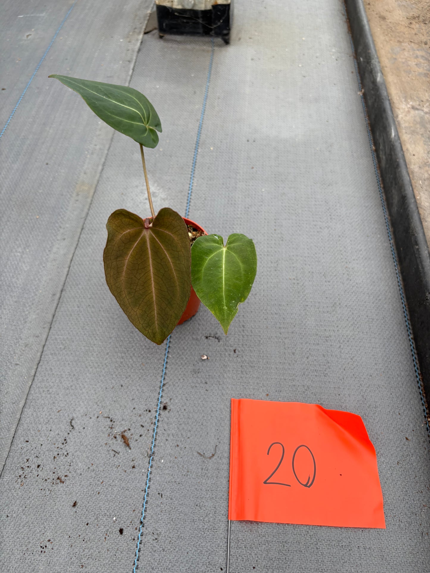 Live-Verkaufspflanze 20