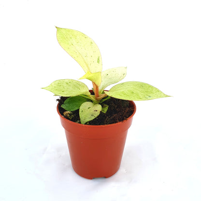 Philodendron Snowdrift