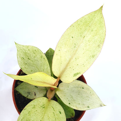 Philodendron Snowdrift