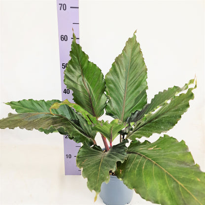 Anthurium Hookerii Black