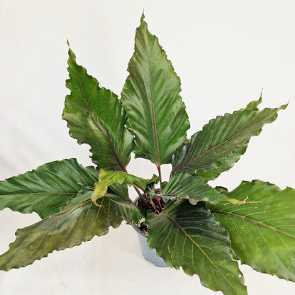 Anthurium Hookerii Black