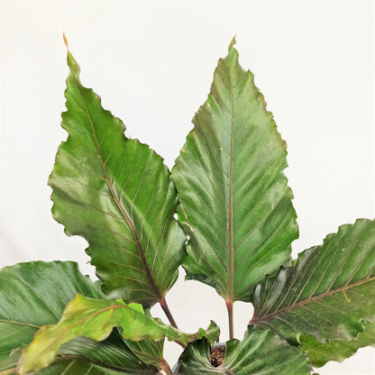Anthurium Hookerii Black