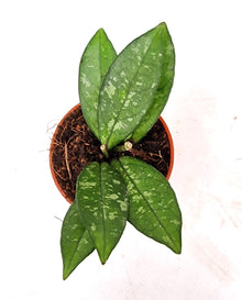 Hoya Crassipetiolata Splash