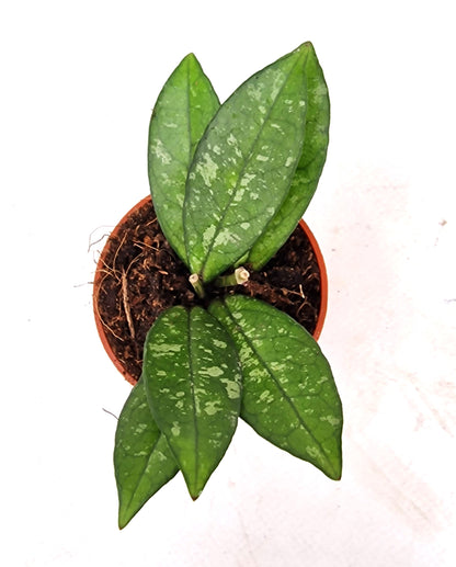 Hoya Crassipetiolata Splash
