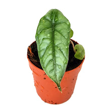 Alocasia Metallic Blue