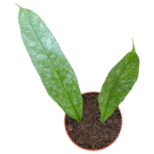 Hoya Multiflora Silver Splash