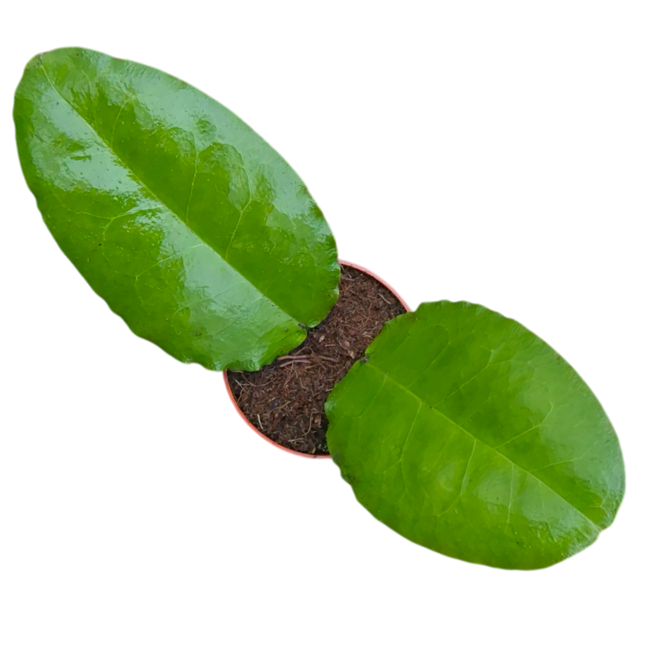 Hoya Versteegii