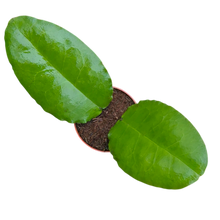 Hoya Versteegii