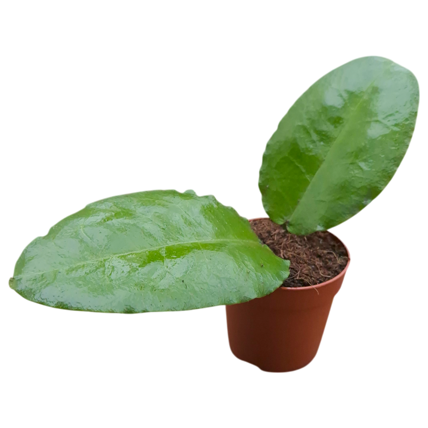 Hoya Versteegii