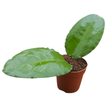 Hoya Versteegii