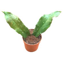 Hoya Undulata Splash