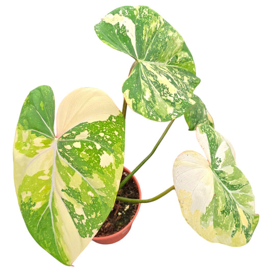 Philodendron Gloriosum Tricolor