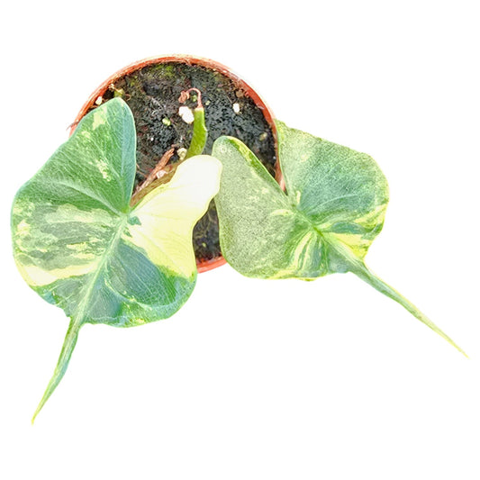Alocasia Stingray Variegata