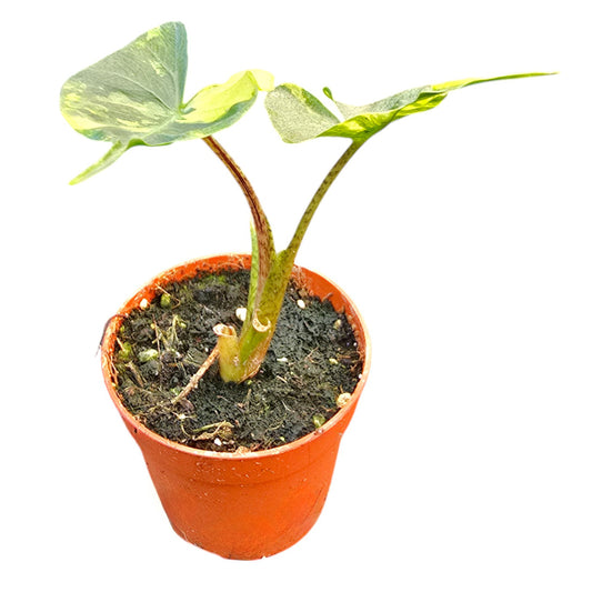 Alocasia Stingray Variegata