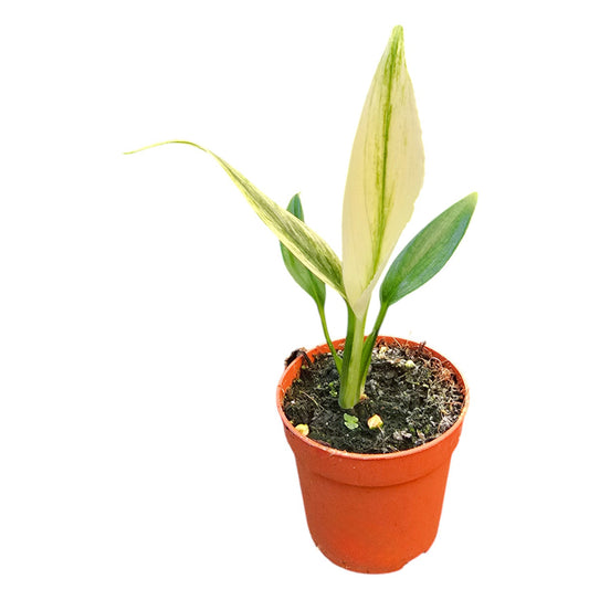 Epipremnum Amplissimum Silver Variegata