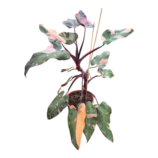 Philodendron Pink Princess Marble
