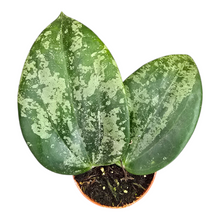 Hoya Latifolia Silver Splash