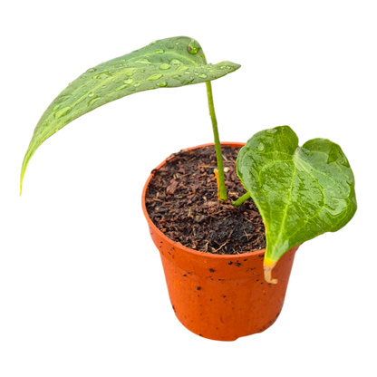 Anthurium Delta Force