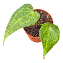 Anthurium Delta Force