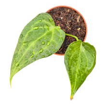 Anthurium Delta Force