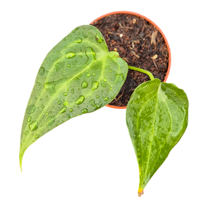 Anthurium Delta Force