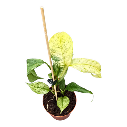 Rhaphidophora Puberula Variegata