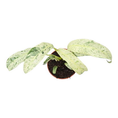 Rhaphidophora Foraminifera Variegata