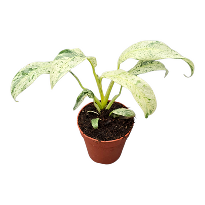 Rhaphidophora Foraminifera Variegata