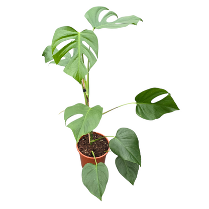 Monstera Sierrana