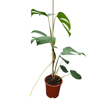 Monstera Sierrana
