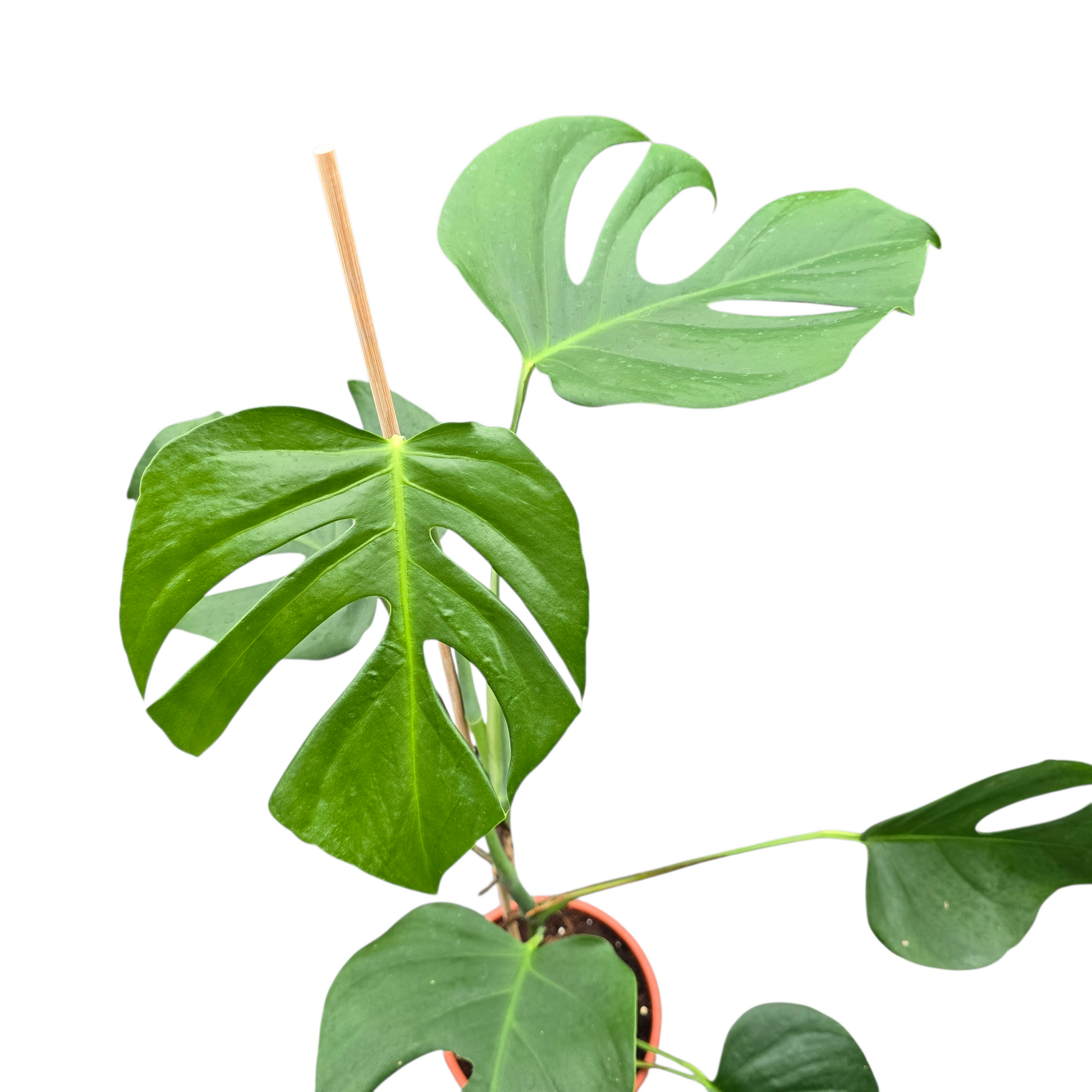 monstera sierrana for sale Monstera Sierrana – Casa Botanica