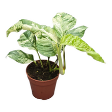 Rhapidophora Indo. Variegata