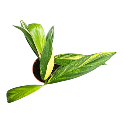 Epipremnum Amplissimum Variegata