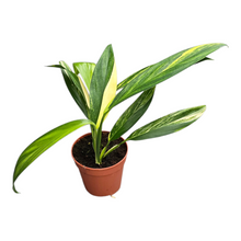 Epipremnum Amplissimum Variegata