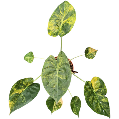 Alocasia Wentii Variegata