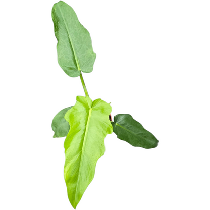Philodendron Bob Cee