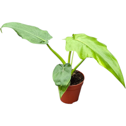 Philodendron Bob Cee