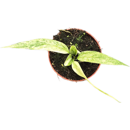 Anthurium Vittarifolium Variegata